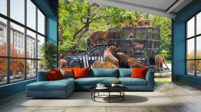 Hungry Bengal tiger feeding show in the zoo Wall mural