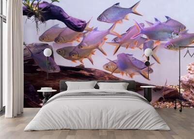 The freshwater fish tank is beautifully planted with green tropical plants. Wall mural