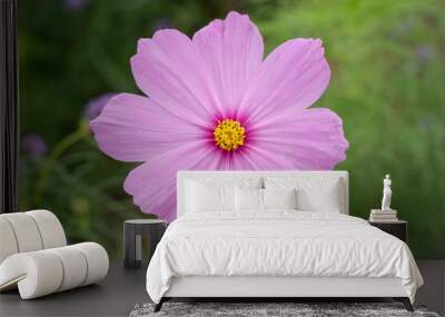 The pink cosmos flower is photographed close up  from above. Wall mural