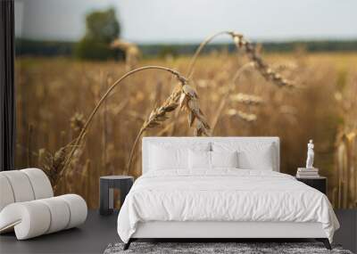 Poor wheat harvest. Dried wheat fields.Wheat bad harvest Wall mural