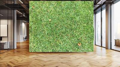 Green grass background texture. Element of design. Wall mural