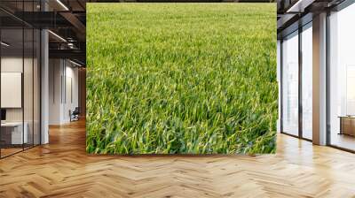 Green grass field isolated background Wall mural