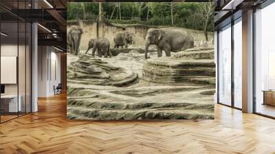 elephants  Wall mural