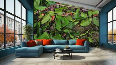 Garden rubbisch as an result from gardening composed of different plants like cherry laurel and grass with green and brown colors Wall mural