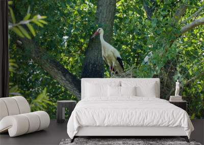 White stork (Ciconia ciconia)  sitting in its nest on a sunny summer day with a tree in the background Wall mural