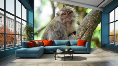 monkey in the trees Wall mural