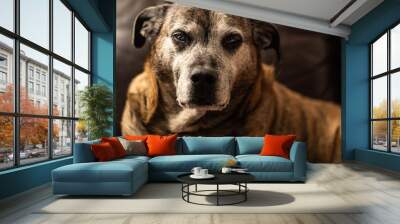 old pitbull with grey face looking at camera Wall mural