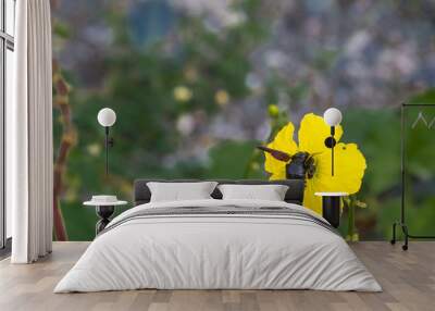 dramatic image of a yellow flower with large black bee, in the caribbean mountains. Wall mural