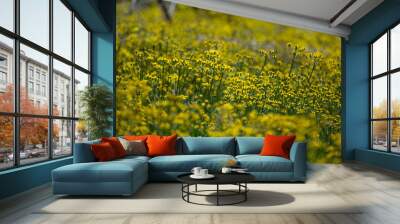 field of yellow flowers Wall mural