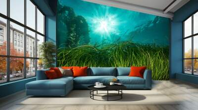 Eel grass Wall mural