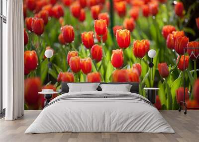 tulips Wall mural