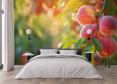 Peaches on tree in orchard. Sun-kissed
 Wall mural