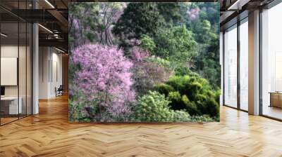 cherry flowers on nature background. Wall mural