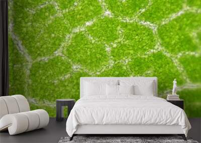 close up Stomatas  of plants cells. Wall mural