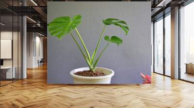 Indoor plants on gray wall. Wall mural