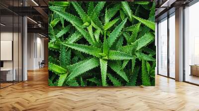 Aloe leaves with spines on backdrop Wall mural