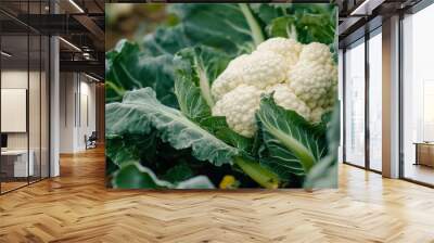 Cauliflower agriculture Wall mural