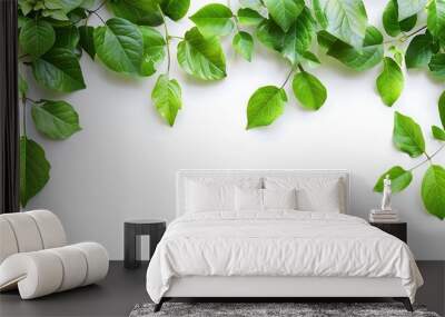 green leaves isolated on white background Wall mural