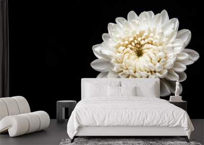 Picture of white chrysanthemum on dark Wall mural