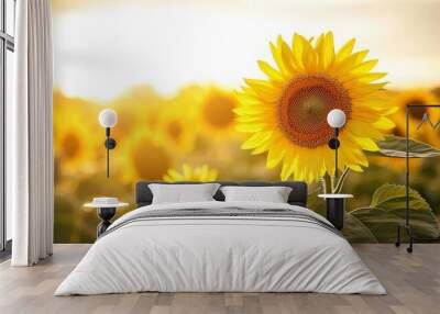 Yellow flowers in the sun. Wall mural