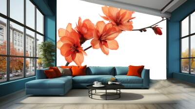 Orange flower isolated on transparent background Wall mural