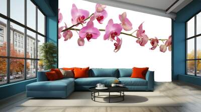 pink branch orchid isolated on transparent background Wall mural