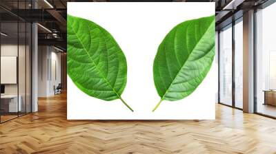 two green leaf isolated on transparent background Wall mural