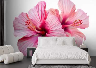 two pink hibiscus flower isolated on transparent background Wall mural