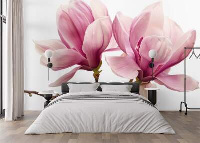 two pink magnolia flower isolated on transparent background Wall mural