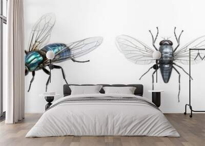 High-quality illustration of four houseflies showing detailed wings and body features. Ideal for educational and scientific use. Wall mural