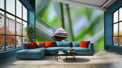 Garden snail Wall mural