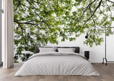 green tree branch isolated Wall mural