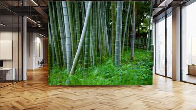 Beautiful bamboo forest at the traditional park daytime Wall mural