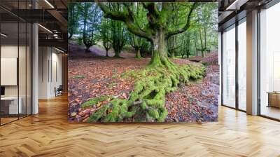 Hayedo de Otzarreta, fagus Sylvatica,parque natural Gorbeia,Alava- Vizcaya, Euzkadi, Spain Wall mural