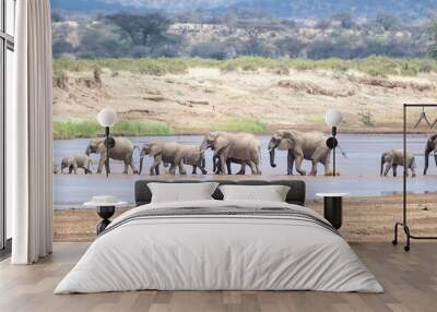 A herd of African bush elephants (Loxodonta africana) crossing a river in Samburu game reserve, Kenya, Africa Wall mural