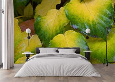 Autumn green and yellow leaves on vines with natural light  Wall mural