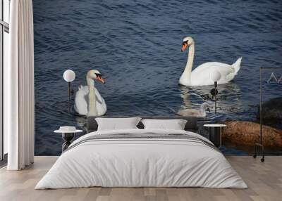 Bevy of swans swimming in dark blue waters, tiny family, two parents and their baby swan, summertime, Copenhagen, Denmark Wall mural