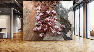 Close up of English stonecrop (sedum anglicum) flowers in bloom Wall mural