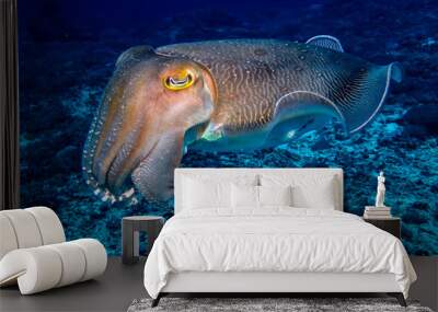 Cuttlefish Wall mural