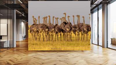 Ostriches standing at alert Wall mural