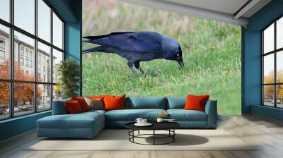 Portrait of a jackdaw (coloeus monedula) foraging in the grass Wall mural