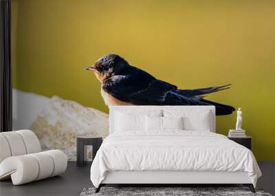 Barn Swallow on Railing Wall mural