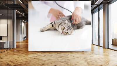 female veterinarian medical doctor with cat Wall mural