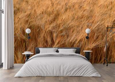 Wheat crop near ready to harvest in warm light near sunset. Wall mural