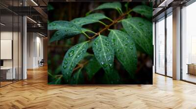 Twig with leaves covered with water drops Wall mural