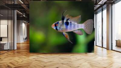 Mikrogeophagus ramirezi, German blue ram cichlid,  american dwarf cichlid, aquarium cichlid fish, Orinoco basin, Colombia, Venezuela Wall mural