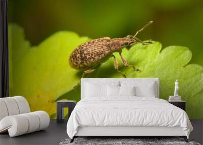 small bug Pea leaf weevil on the wall Wall mural