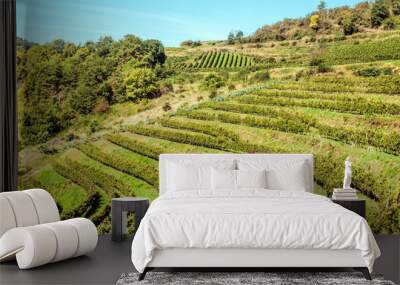 Vineyards in languedoc in france in sunny day Wall mural