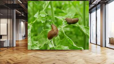 Spanish slug Arion vulgaris snail parasitizes on radish or lettuce cabbage moves garden field, eating ripe plant crops, moving invasive brownish dangerous pest agriculture, farming farm, poison Wall mural