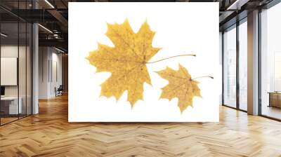 two yellow maple leaves on the white background Wall mural